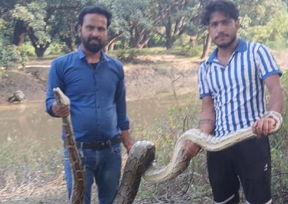 python climbs tree in bijnor rescue operation and details