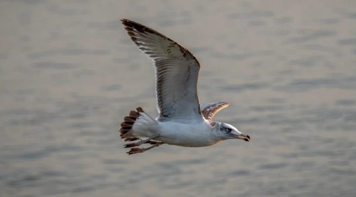 migratory birds have started flocking to the wetland and soon the scene will look different