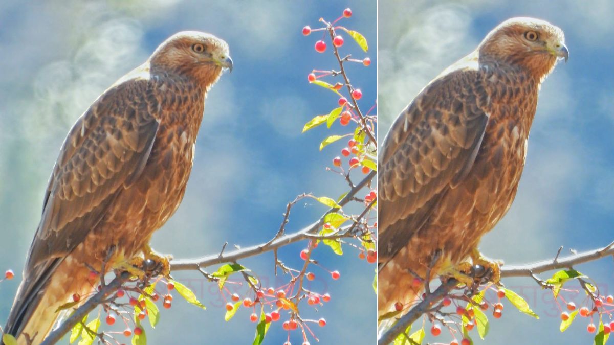 new bird species discovered in kinnaur himachal pradesh