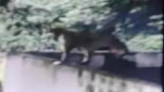 प्रयागराज के झूंसी स्थित एचआरआइ में चहारदीवार पर चढ़ा तेंदुआ, इसे मोबाइल में सुरक्षाकर्मियों ने कैद कर लिया था।