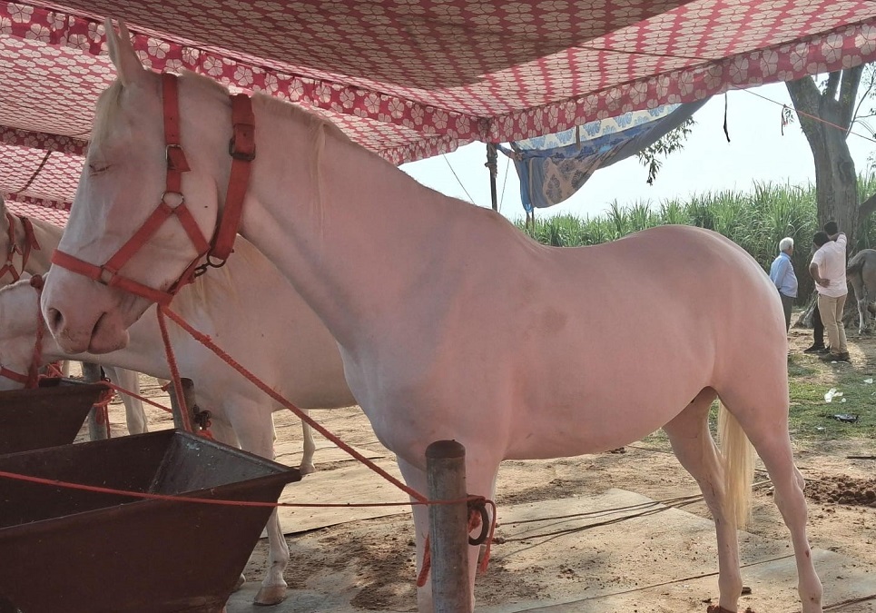 breed nukra color white height 63 inches and the mares name is rani