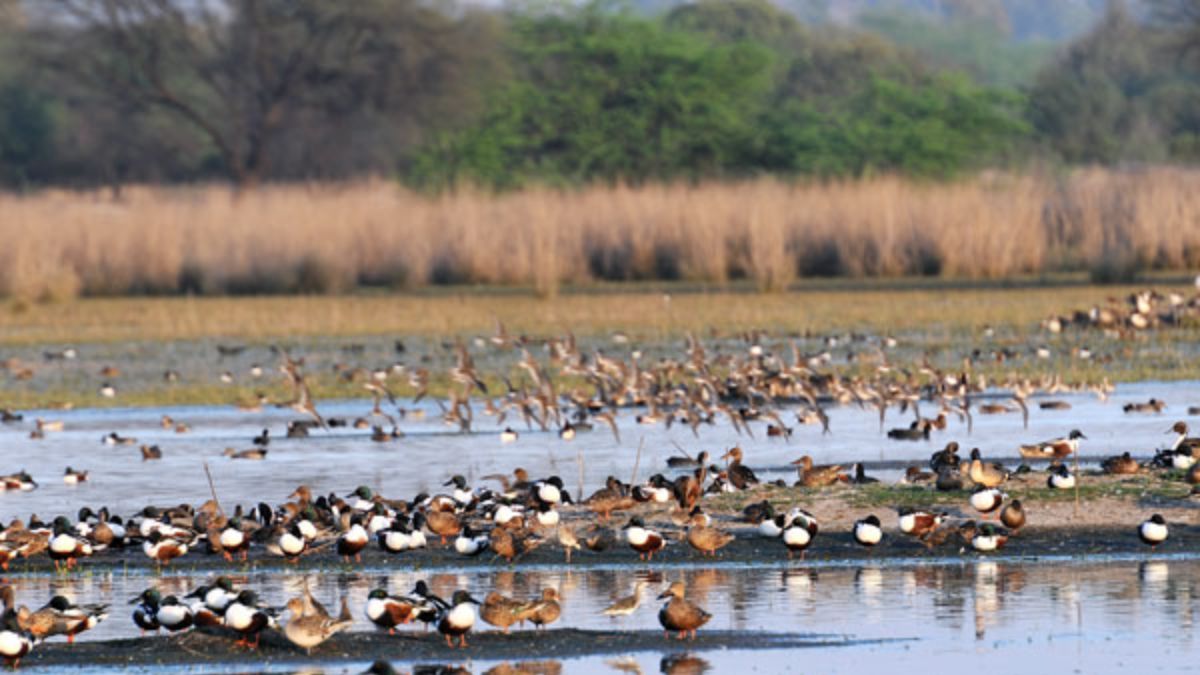 rare migratory birds spotted in sultanpur national park