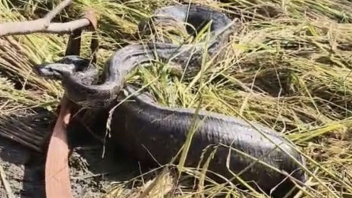 python enters farm causing stampede among paddy harvesting labourers