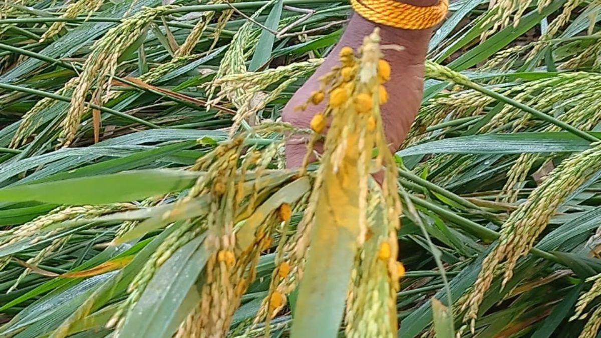 haldia disease in paddy crops worries farmers yield may decrease