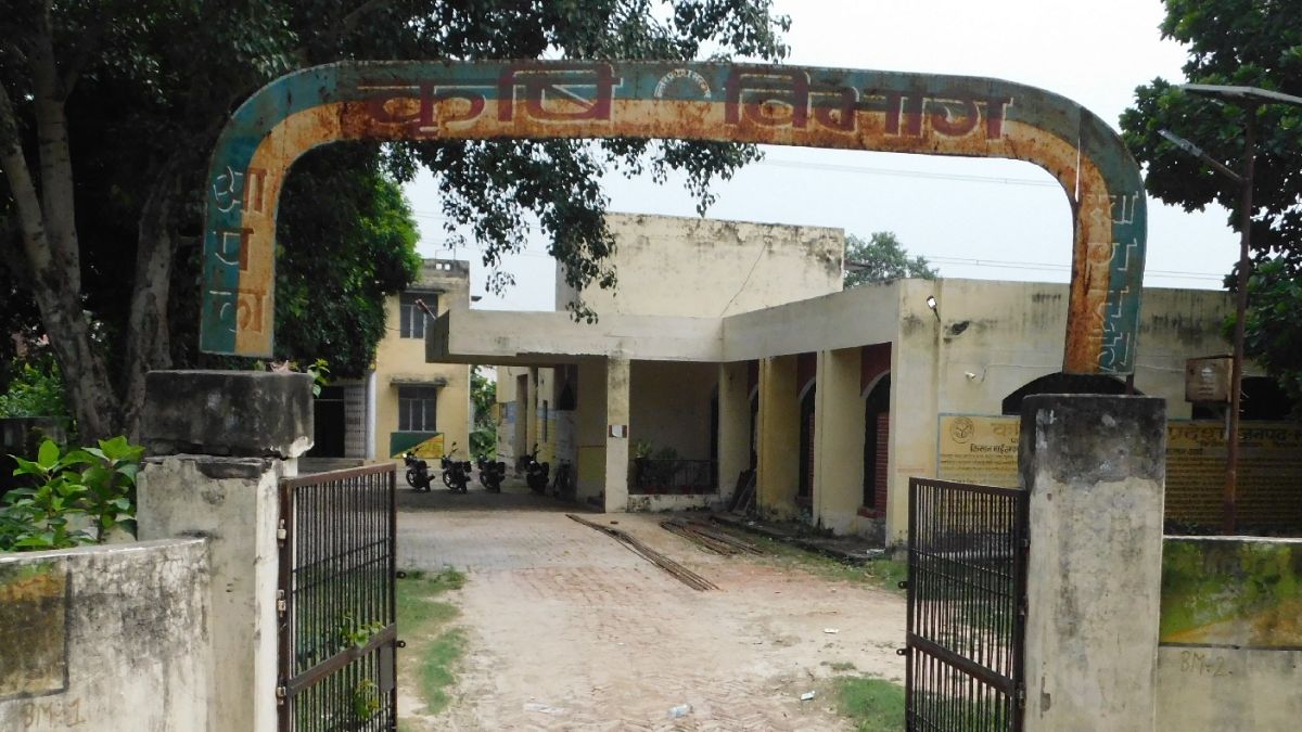 wheat seed subsidy agriculture dept to sell 7000 quintals at 50 percent off