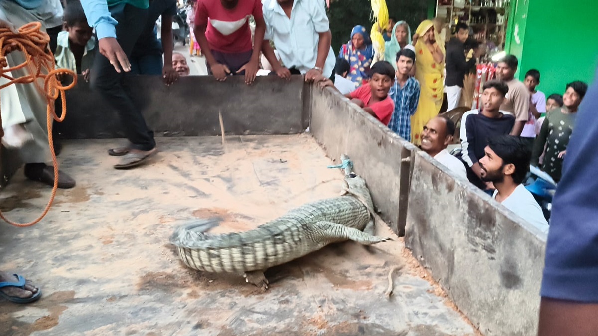 pratapgarh villagers capture alligator in canal handover to forest department