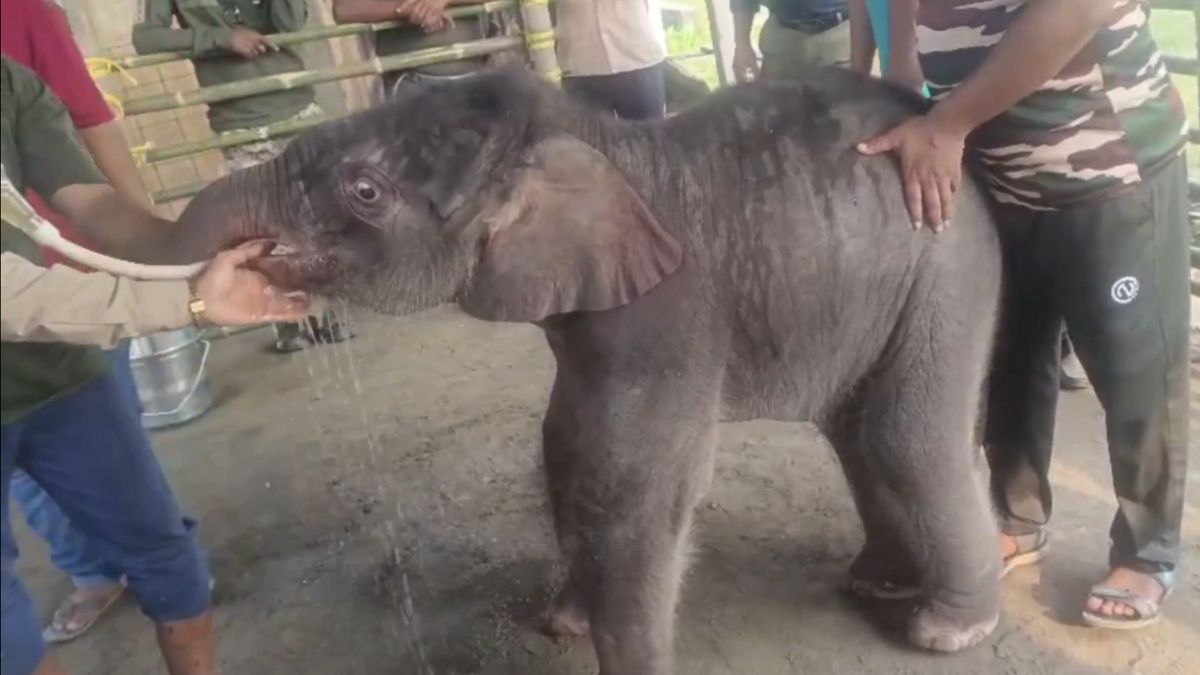rescued elephant calf rejected by mother internet reacts on viral video