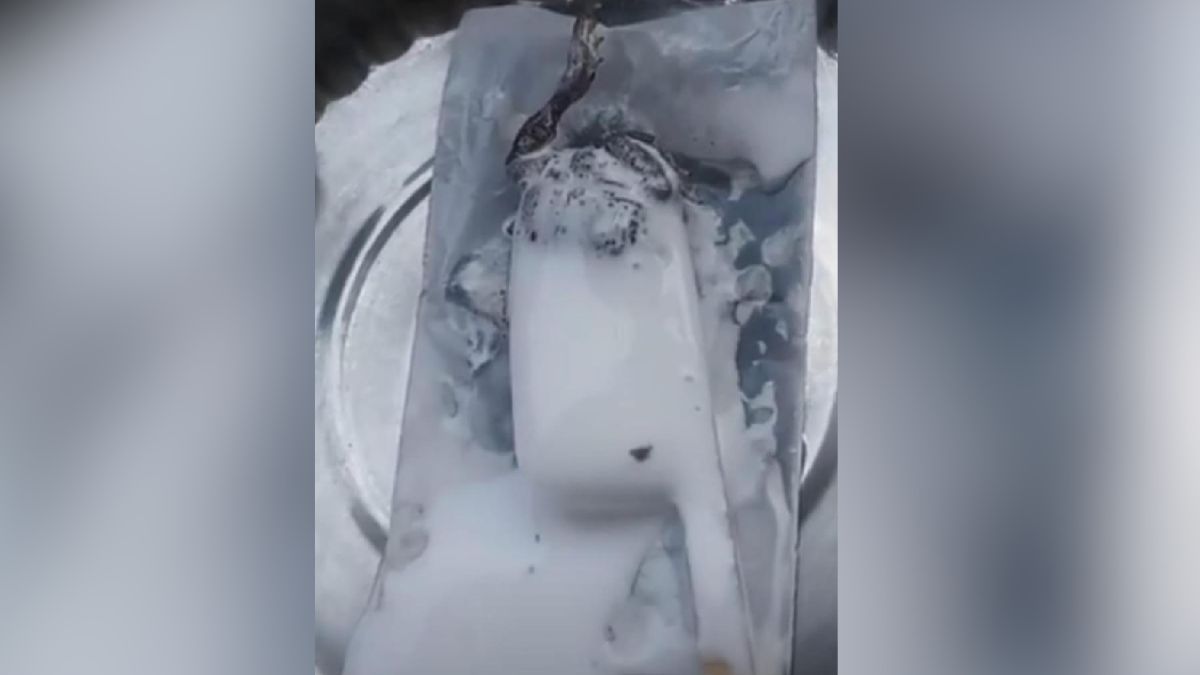 dead frog found in ice cream outrage in auraiya