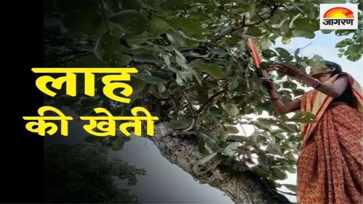 jharkhand lac production threatened by heavy rains farmers seek price support