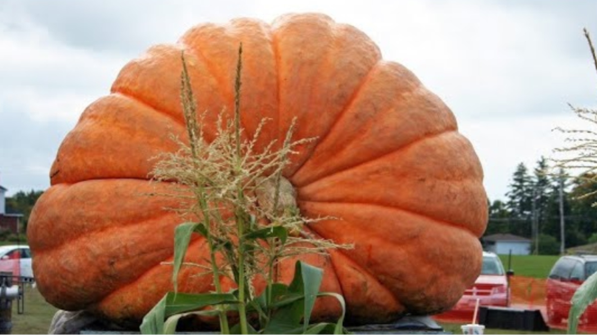 two brothers from britain have created the world largest pumpkin weighing over 1000 kg