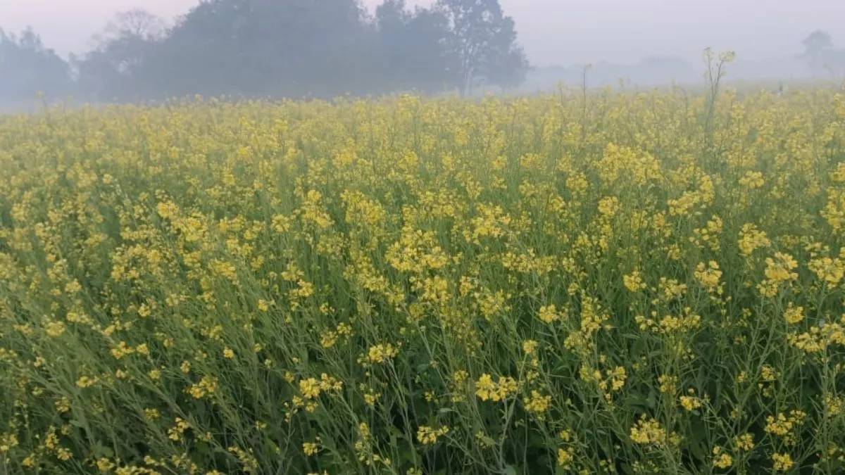 haryana coldest night in hisar ideal for mustard and chickpea sowing