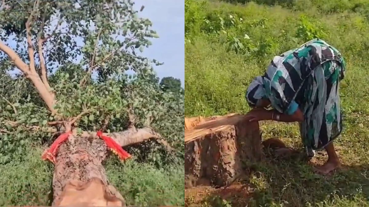 chhattisgarh woman weeps after illegal felling of sacred tree two arrested
