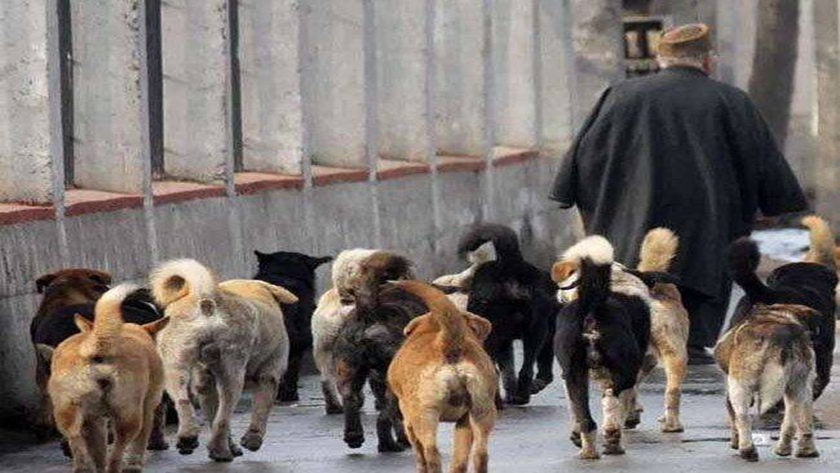 baramulla stray dog menace public safety at risk administration under fire