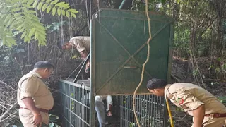 प्रयागराज के झूंसी स्थित HRI परिसर में पिंजरा लगाते वन विभाग के कर्मचारी। सौजन्य : वन विभाग