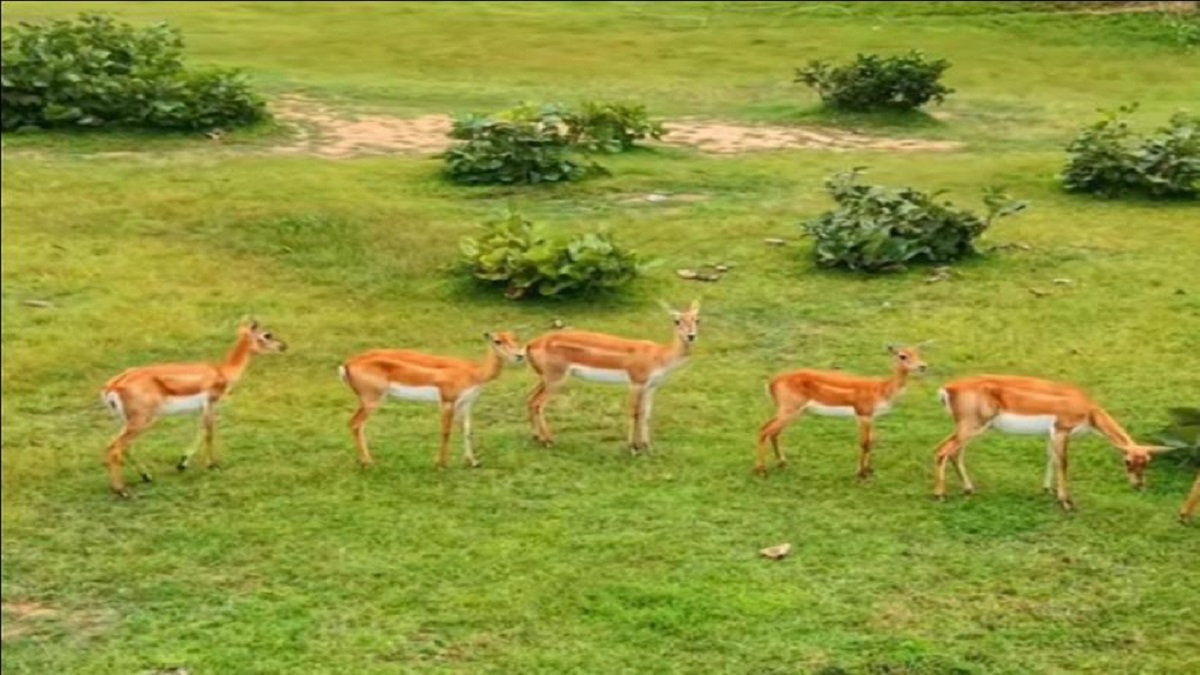 prayagraj to conserve blackbuck conservation reserve expansion and plan to new deer species