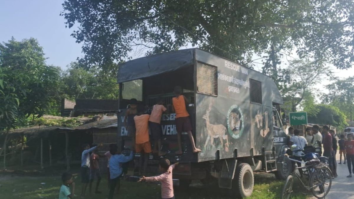 tiger rescued from residential area in west champaran