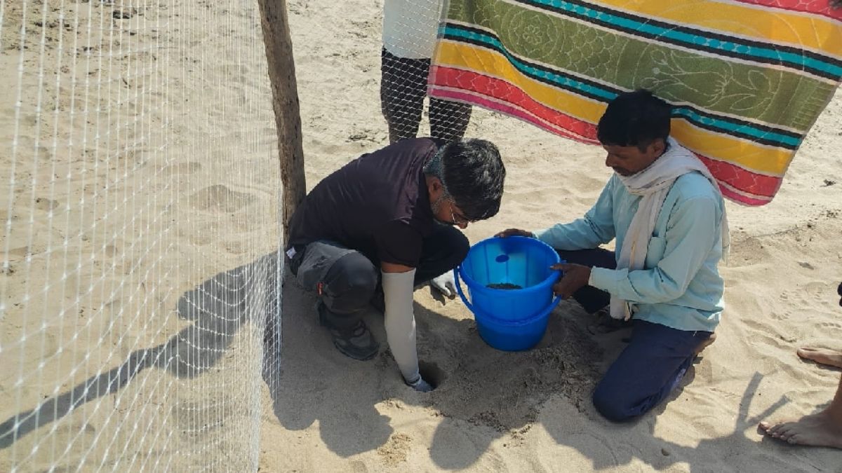 turtle hatchery project starts on yamuna river bank in up
