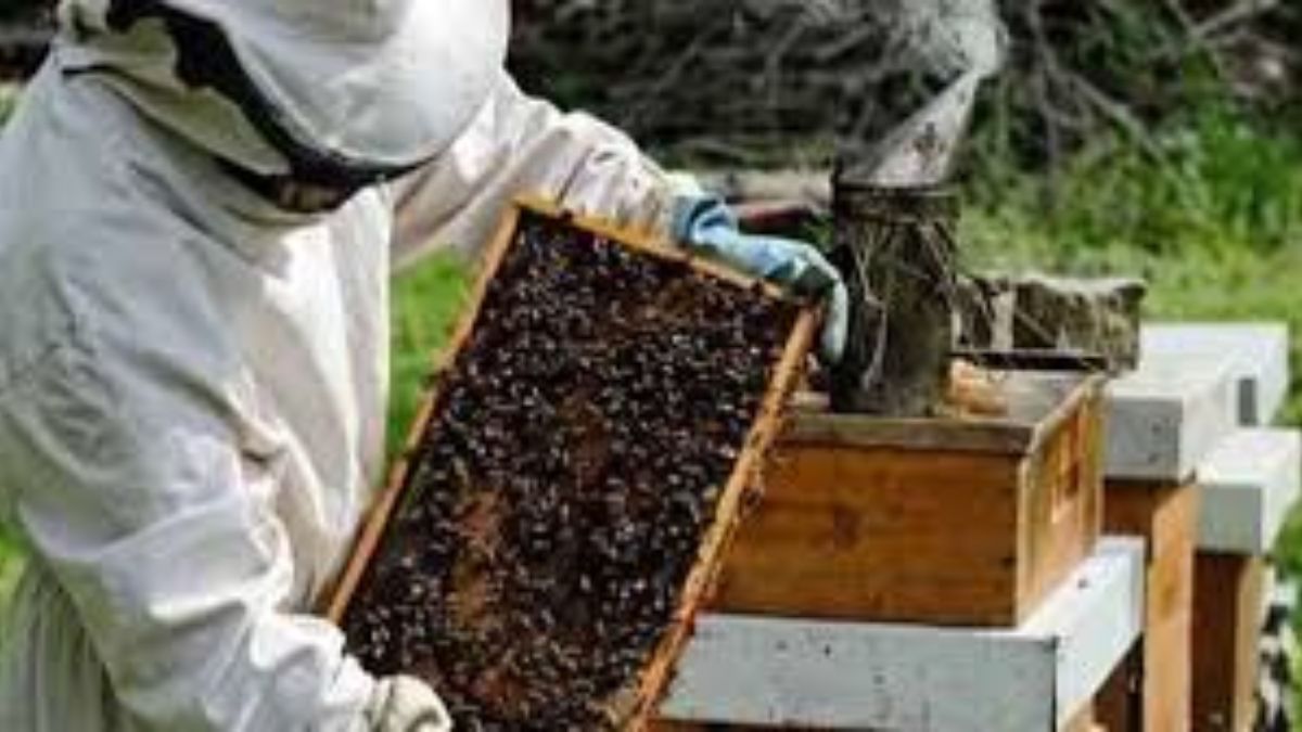 up youth transforming lives with beekeeping dr poppys free training