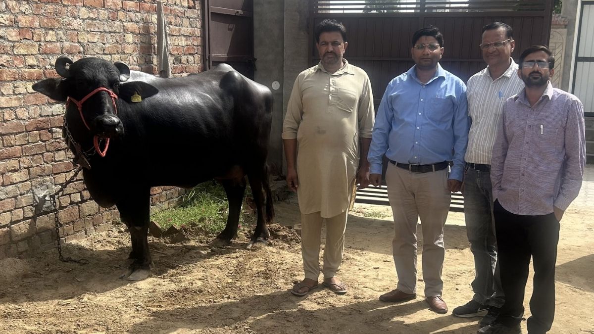 murah buffalo wonders winning prize competition making its owner rich