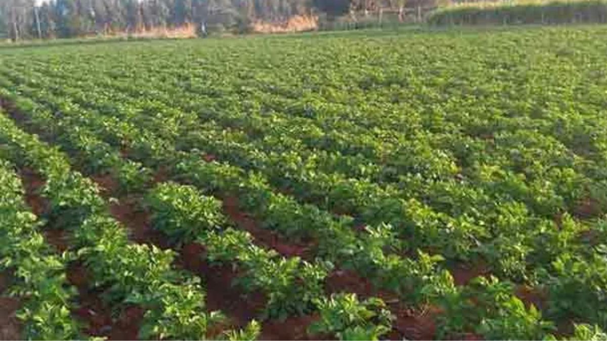 farmers face dap fertilizer shortage planting affected