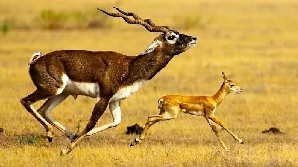 deer hunting in hamirpur in himachal case registered against two