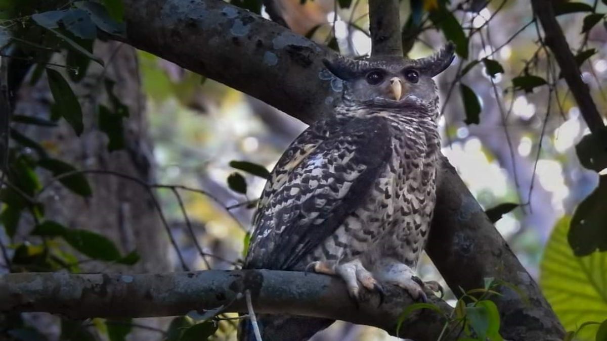 owl sacrifice for rituals forest department alert in lakhimpur