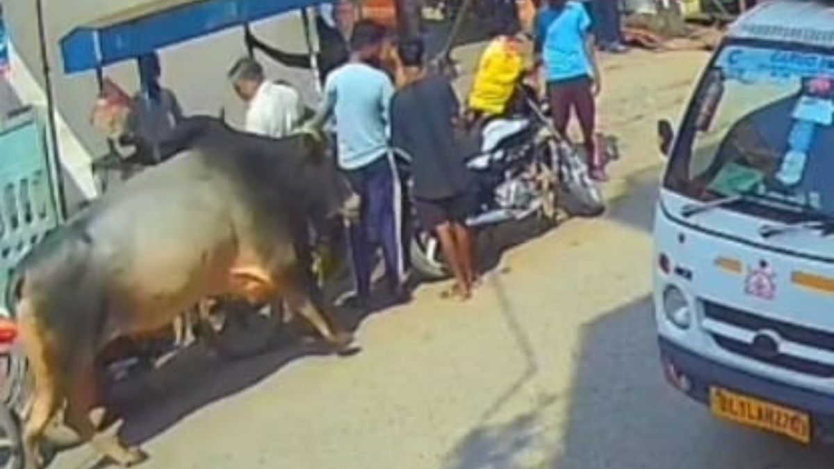 rampaging bull kills two injures 15 in aligarh rabies confirmed