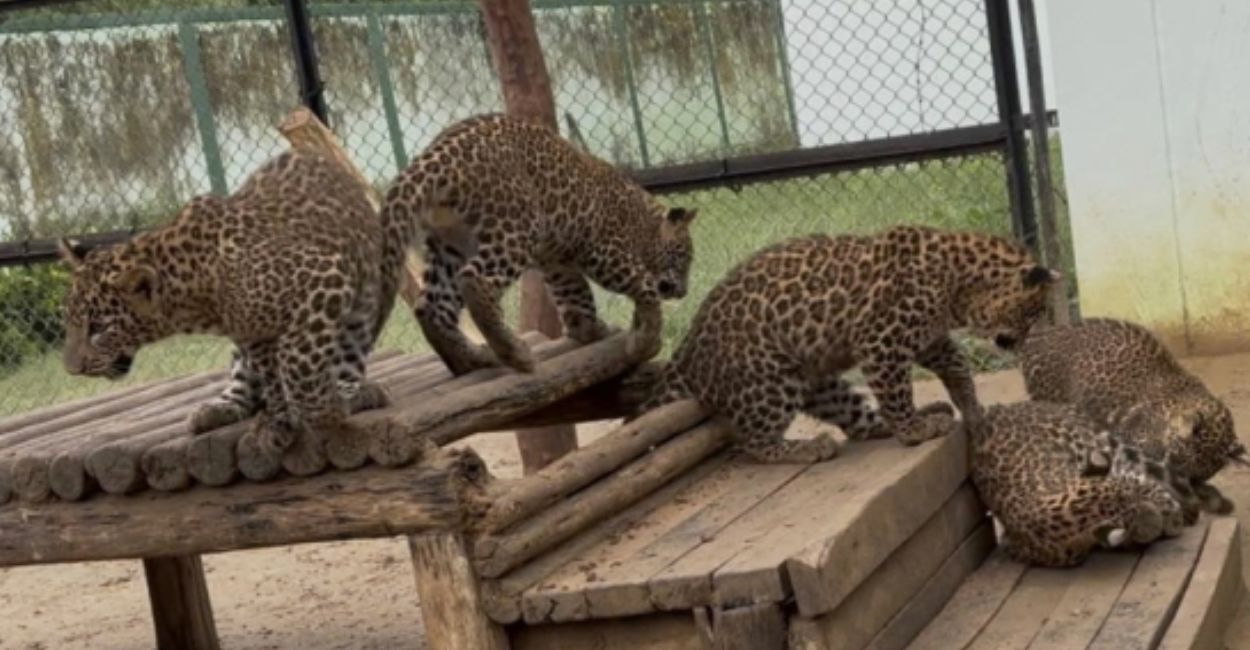 etawah safari park to get more attractive after diwali leopard cubs to be seen