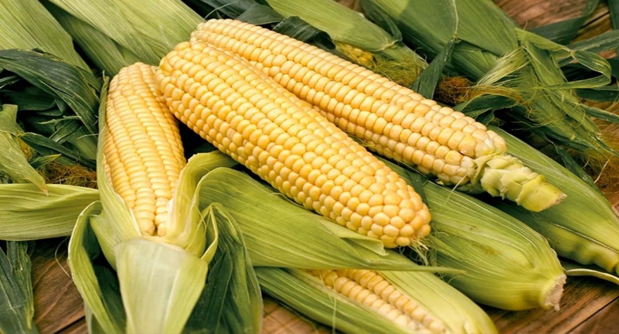 indian maize research center inaugurated funds approved for flood victims housing