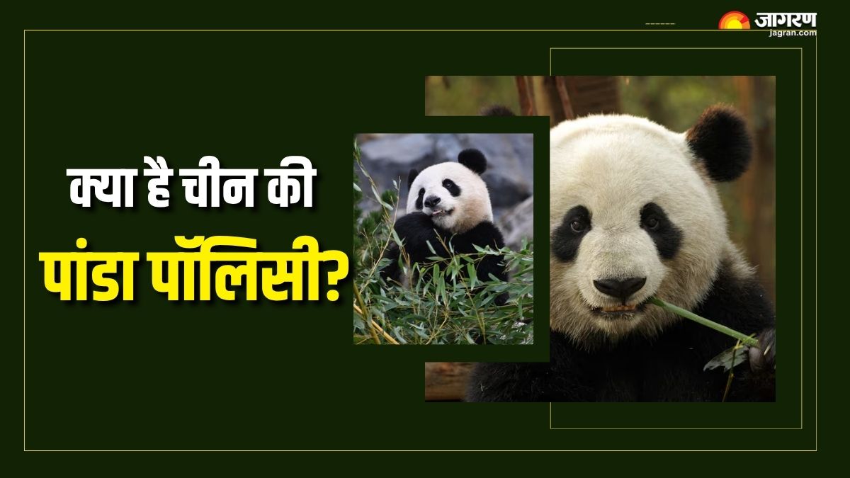 pandas may be born anywhere in the world but why does china always have the ownership rights check details here