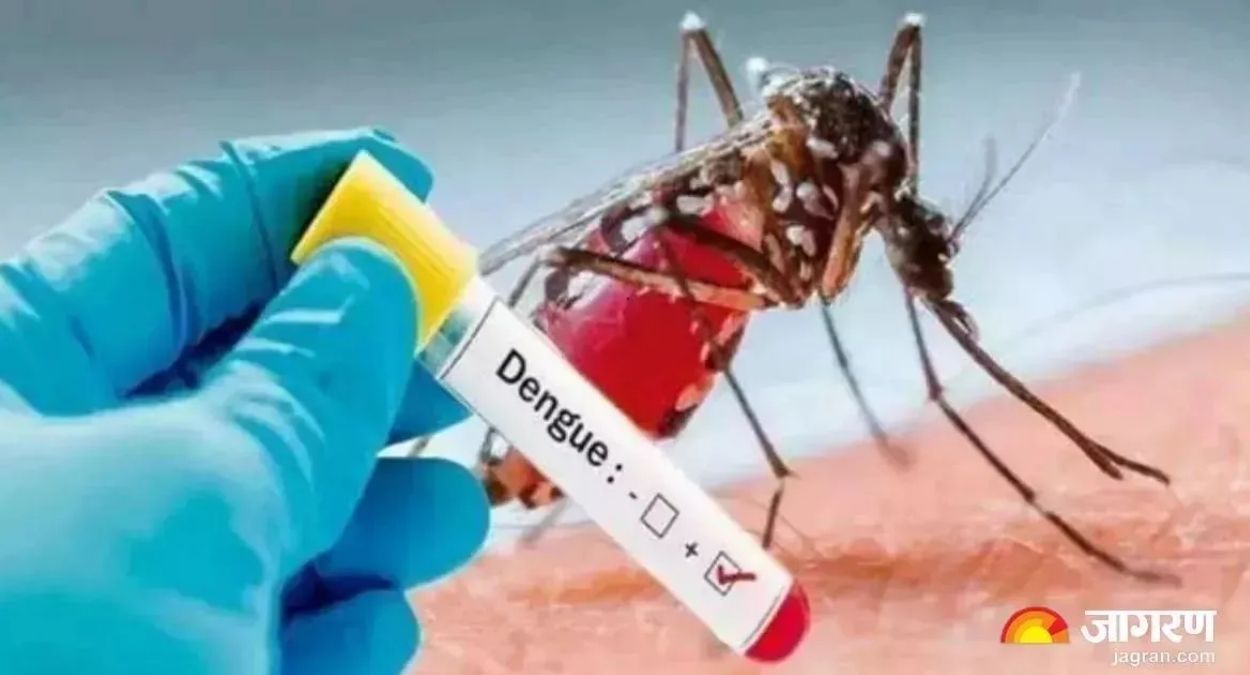 dengue outbreak 1616 cases reported patiala most affected