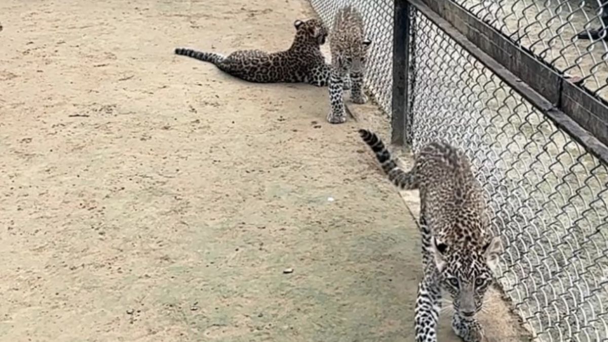 leopard cubs to roam free in etawah safari after diwali