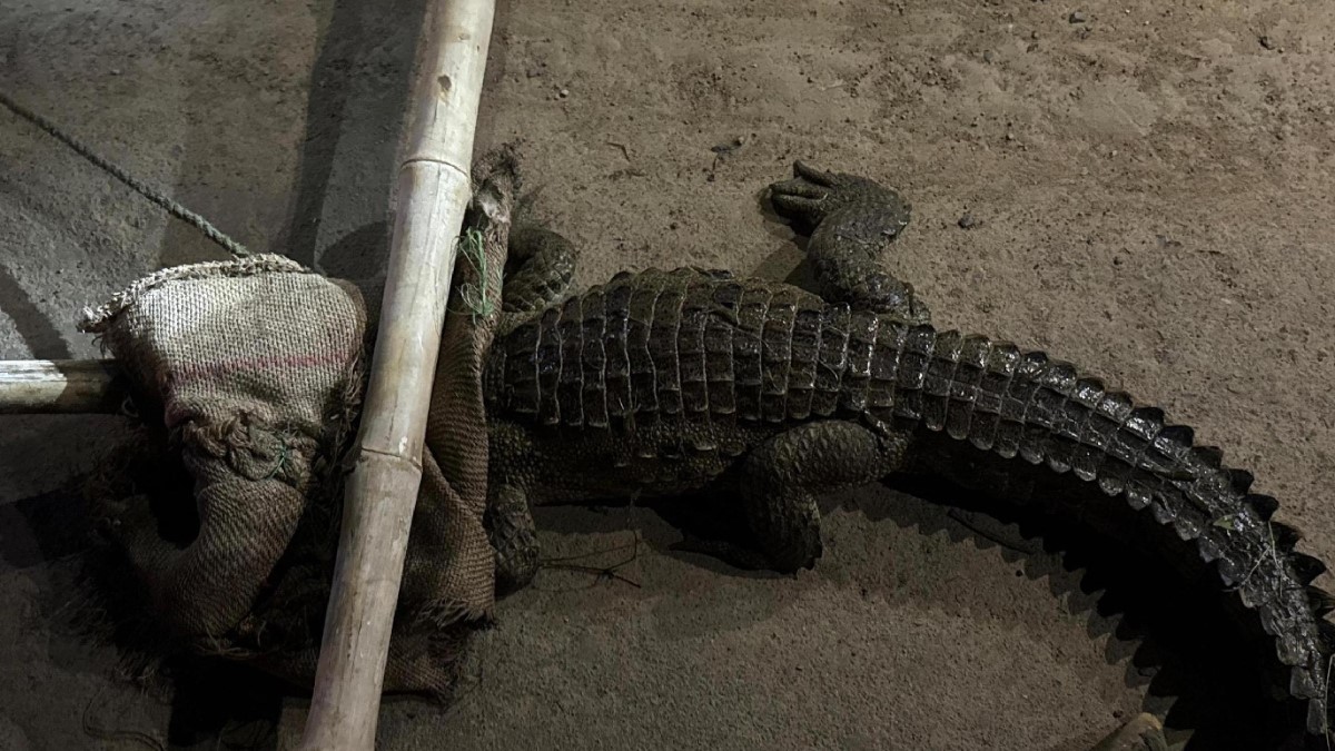 crocodile rescue in sonbhadra forest department action