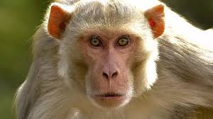 monkey steals bag of cash from bike in prayagraj
