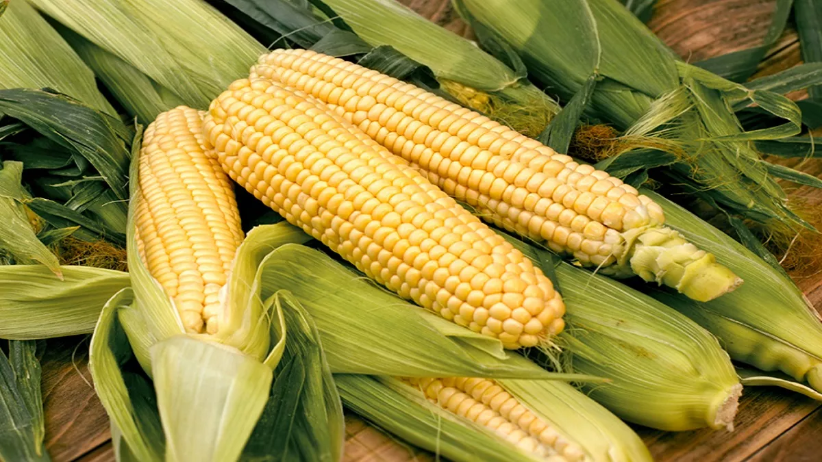 boost farmer income maize cultivation expansion in gopalganj