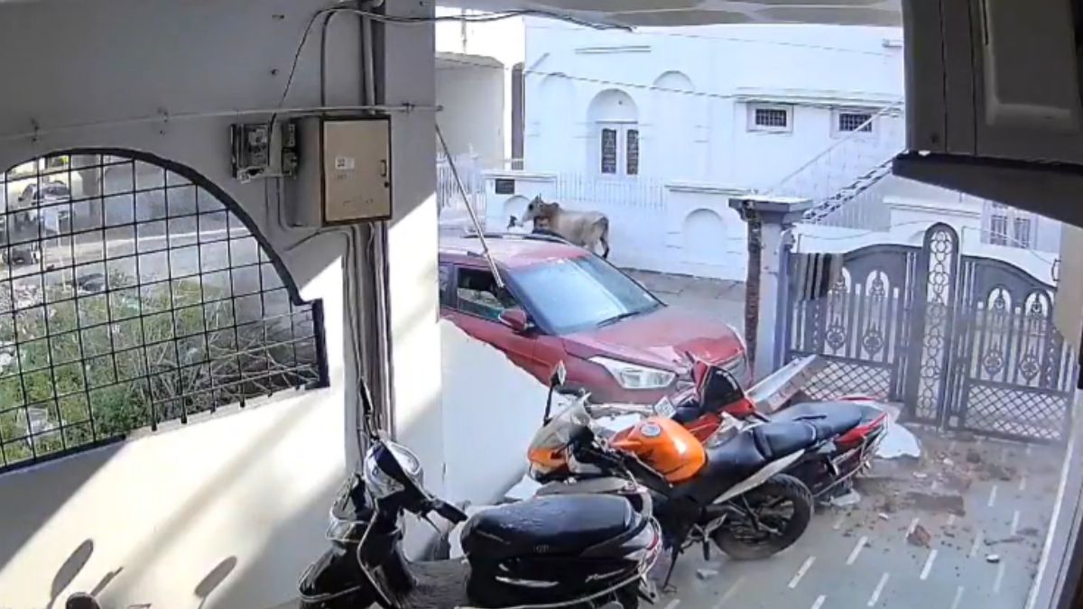 minor driver crashes car into house after hitting bike and cow