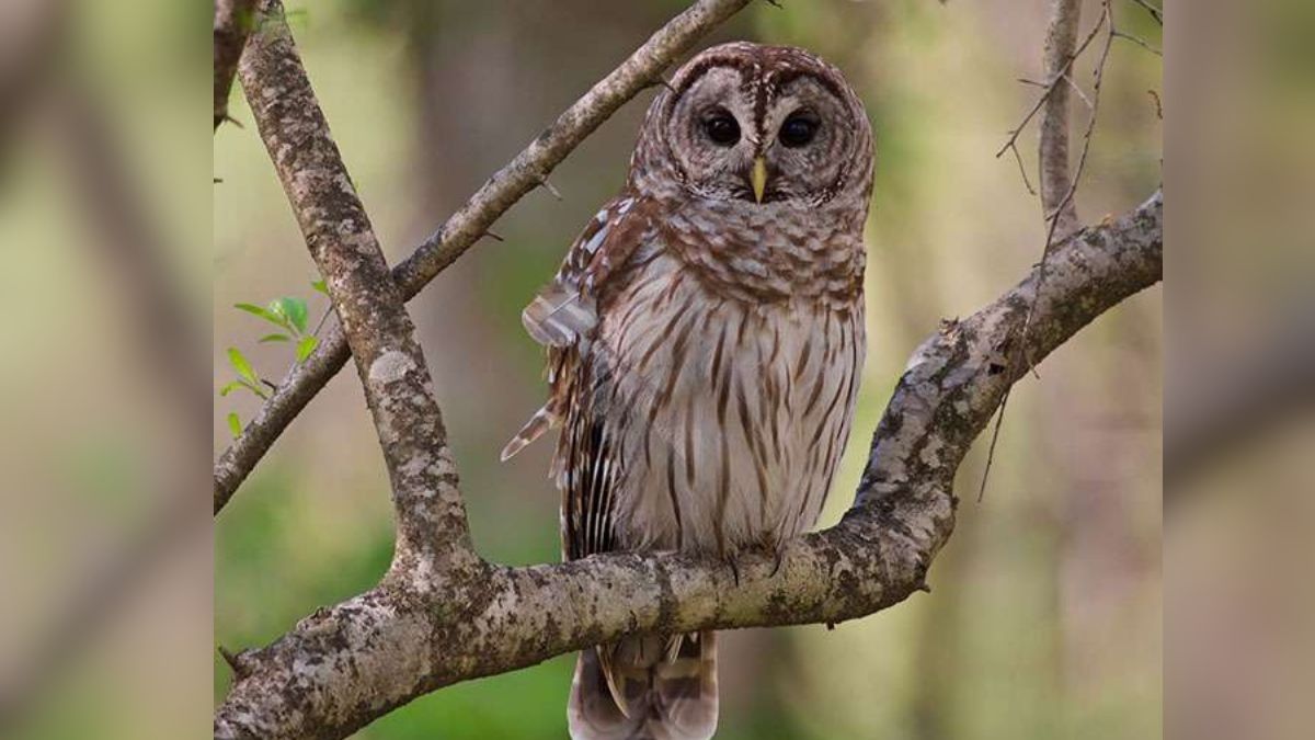 owl sacrifice for tantric rituals forest department alert in lakhimpur kheri