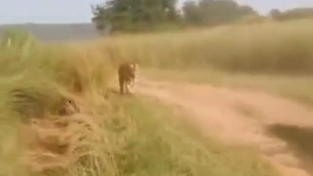 thrilling video from panna tiger reserve shows tigress chasing tourist vehicles