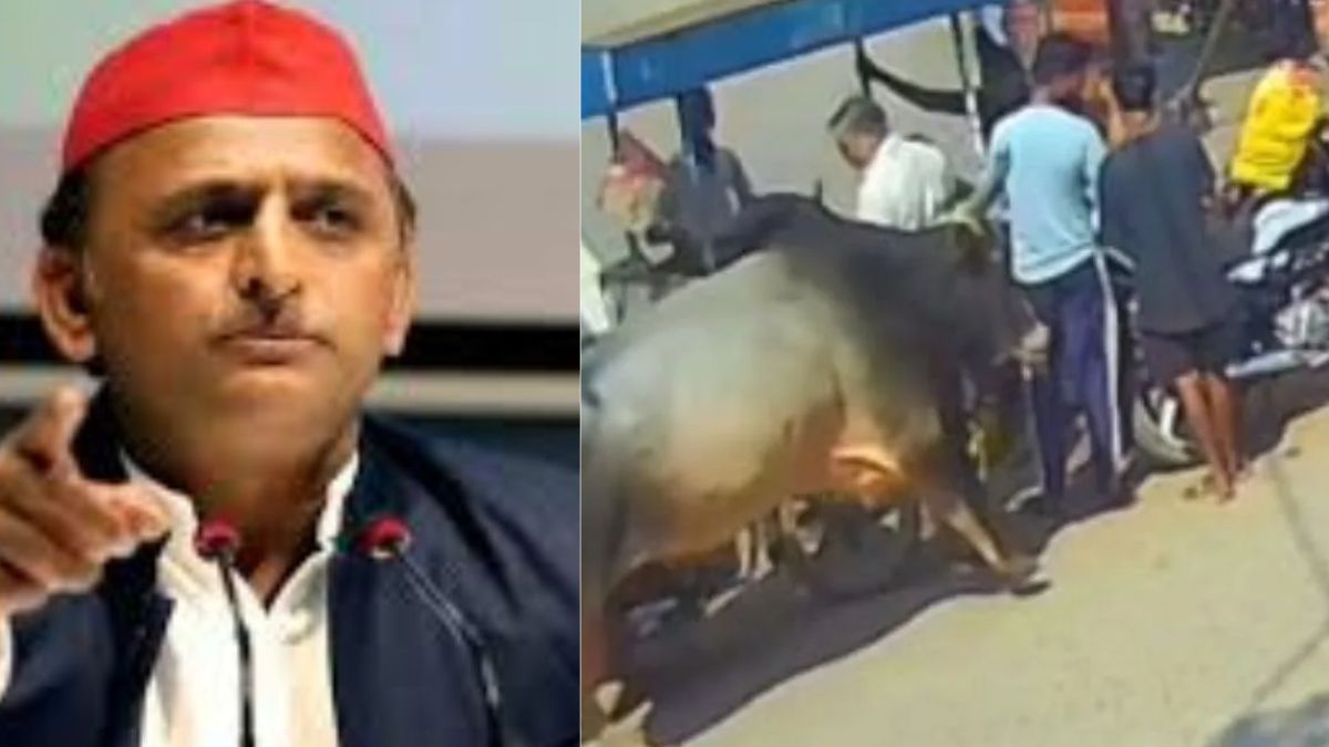 akhilesh yadav slams up govt after aligarh bull attack deaths