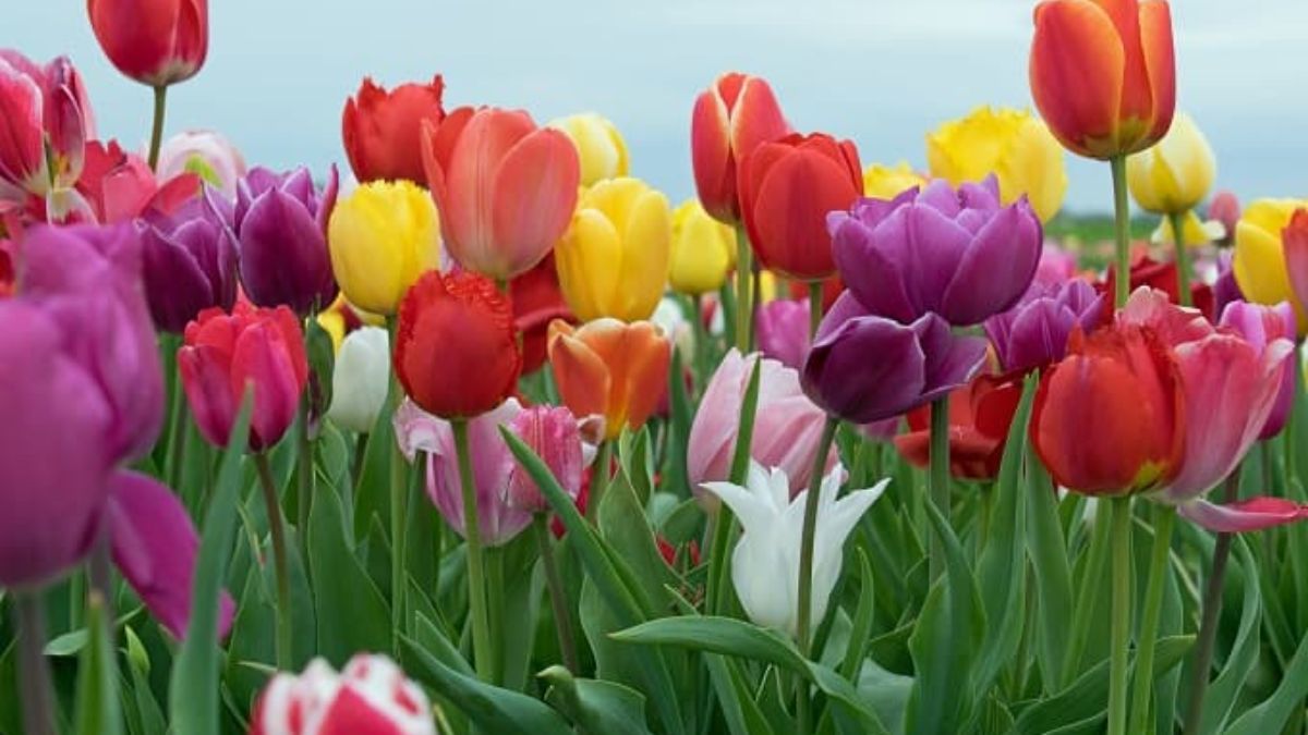 delhi to bloom with 5 lakh tulips a colorful transformation