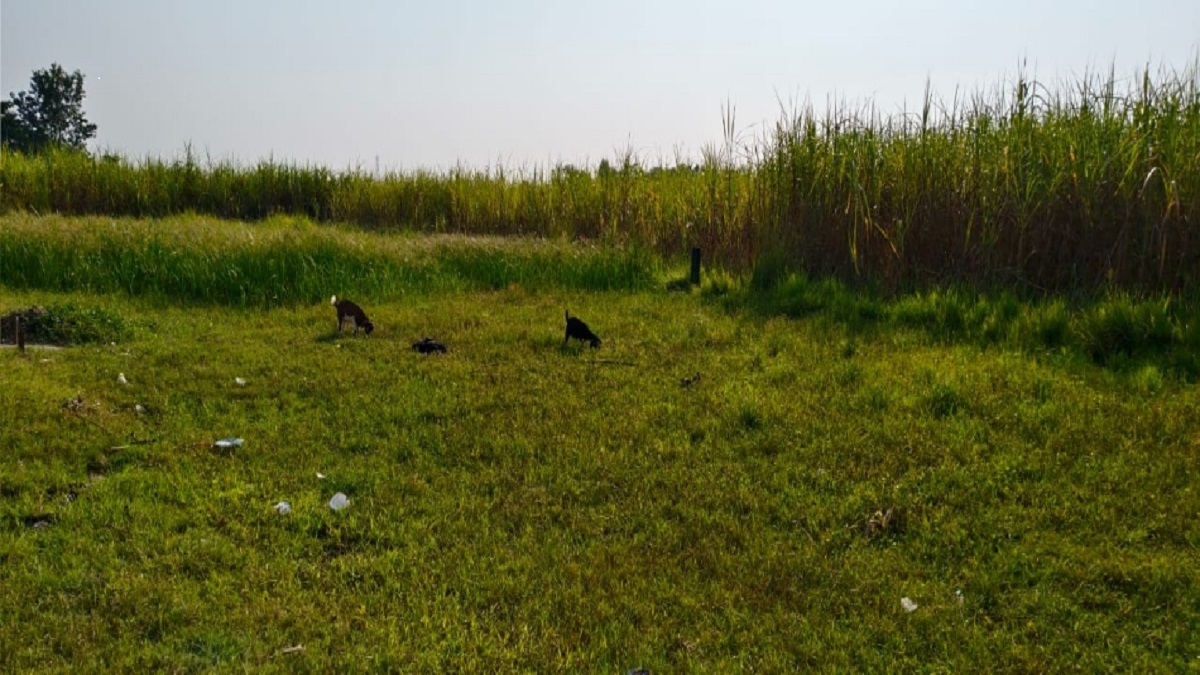 after the rescue of the tiger there is now increased activity in the fields