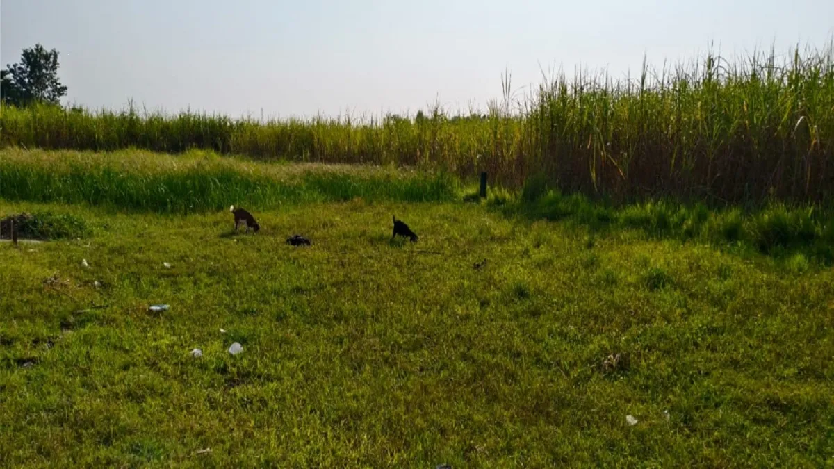 West Champaran News : बाघ के रेस्क्यू के बाद अब खेतों में बढ़ी चहल पहल
