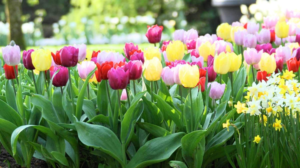 delhi to bloom with tulips 5 lakh bulbs to beautify the city