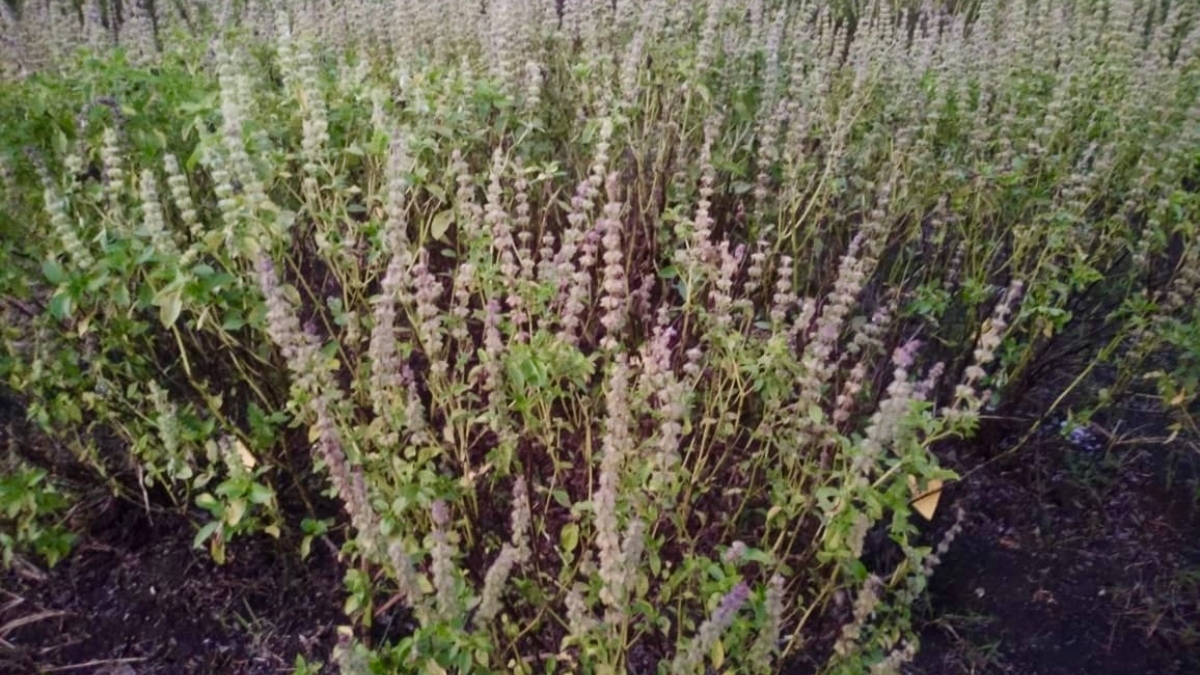 tulsi new variety raj vijay basil 16 mandsaur offering farmers a new path to profit