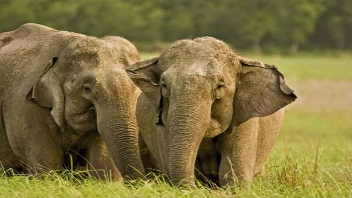 decline in wild elephant population dnabased census reveals shocking figures