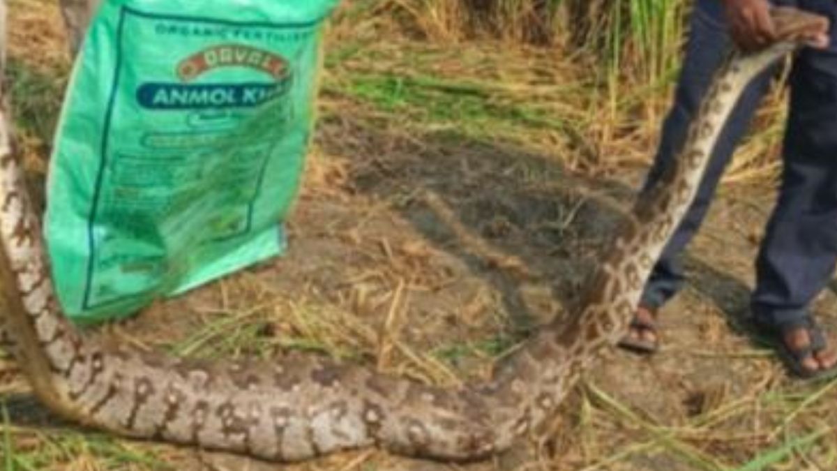 giant python rescued from rice field forest department action