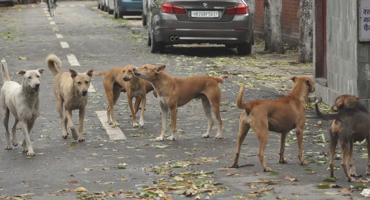 amritsar till now 20 thousand dogs have been sterilized 5 thousand new dogs have been started