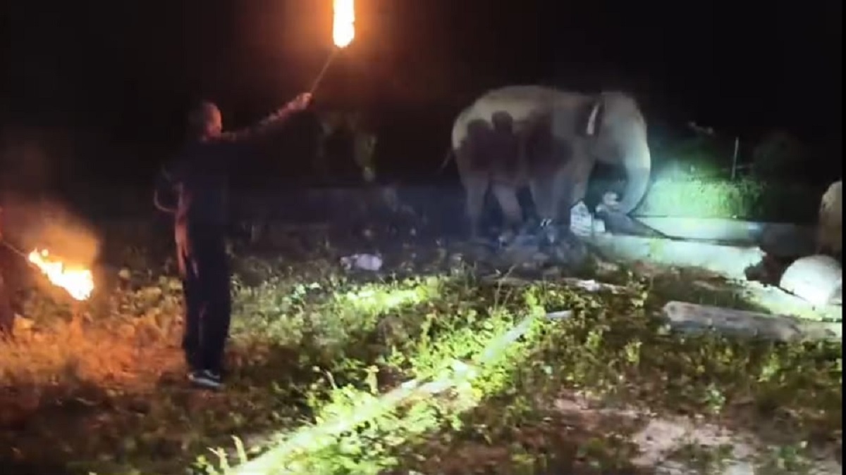 hazaribagh baby elephant rescued after falling into well