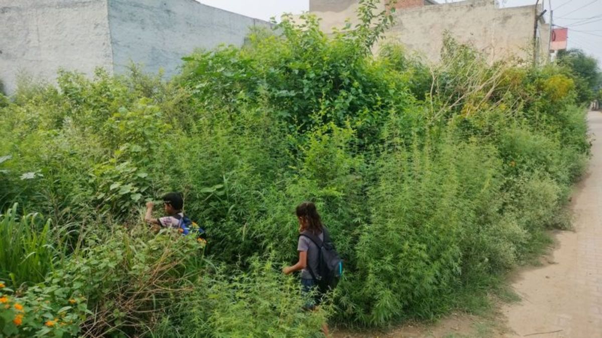 muradnagar venomous creatures thrive in overgrown plots threatening residents