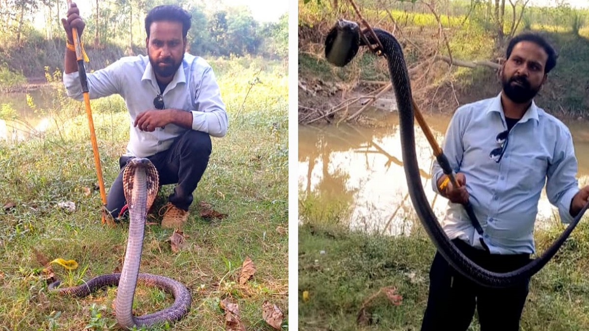 bijnor news pair of cobras snake caught a house in bijnor family in panic